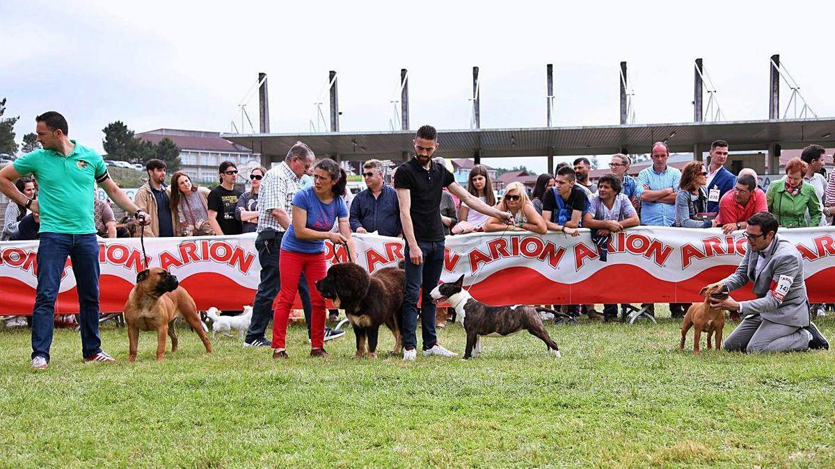 Participantes en una edición del concurso nacional canino de la Semana Verde.