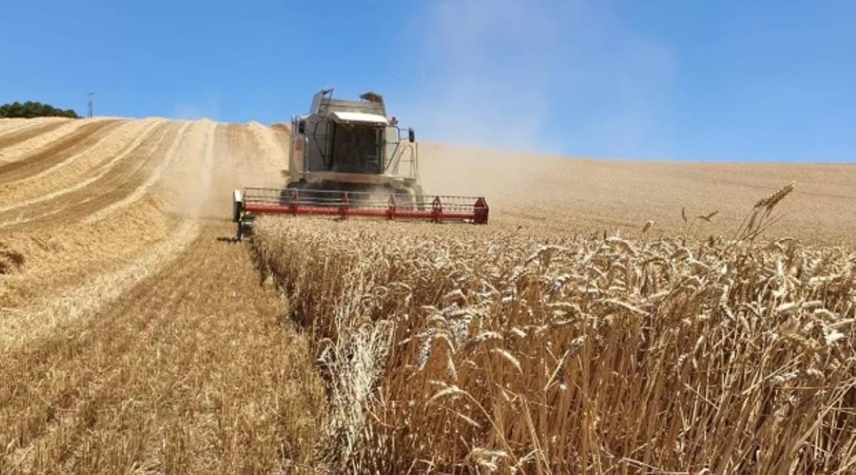 Una cosechadora recorre un campo de cereal.