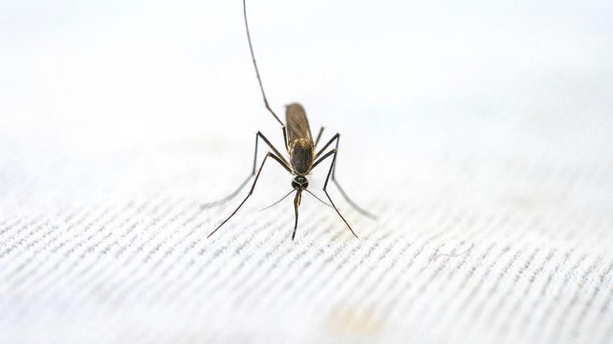 Los mosquitos huyen de tu casa si escuchan esta canción (según los científicos)