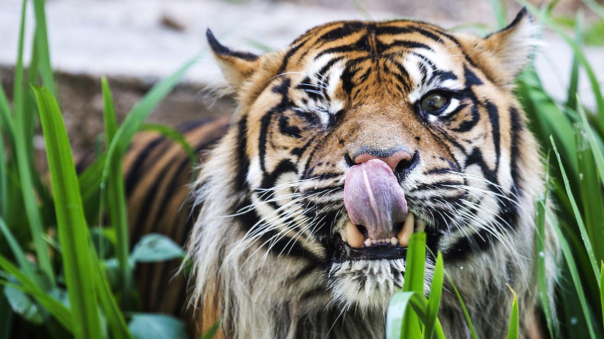 Un tigre, en el zoo de Barcelona.