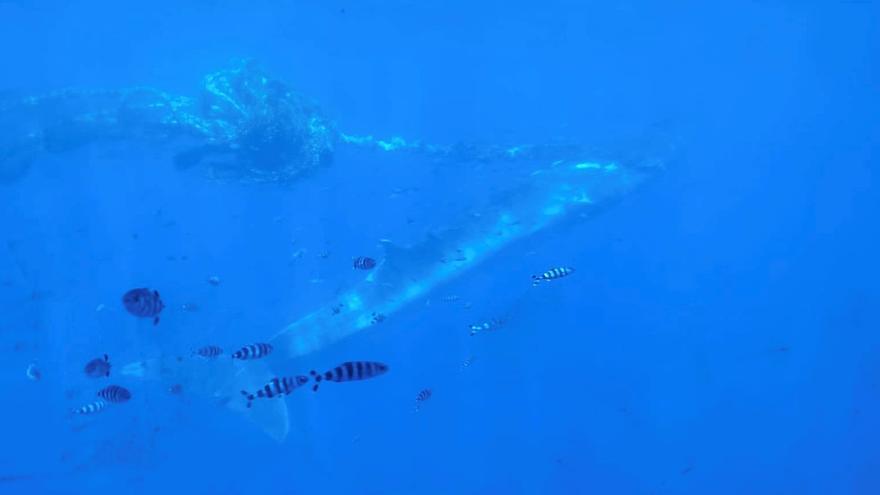 Liberación de una ballena en Morro Jable