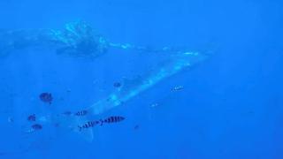Rescatan una ballena en aguas de Fuerteventura