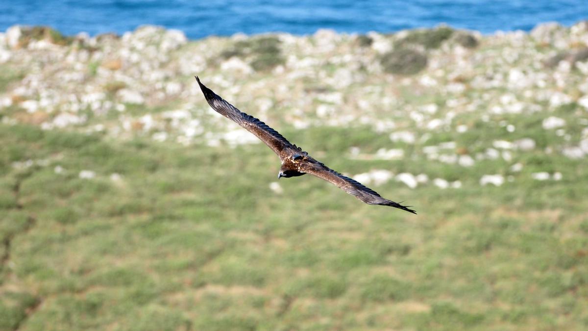 Pigargo europeo con su emisor GPS visible en la costa oriental de Asturias.