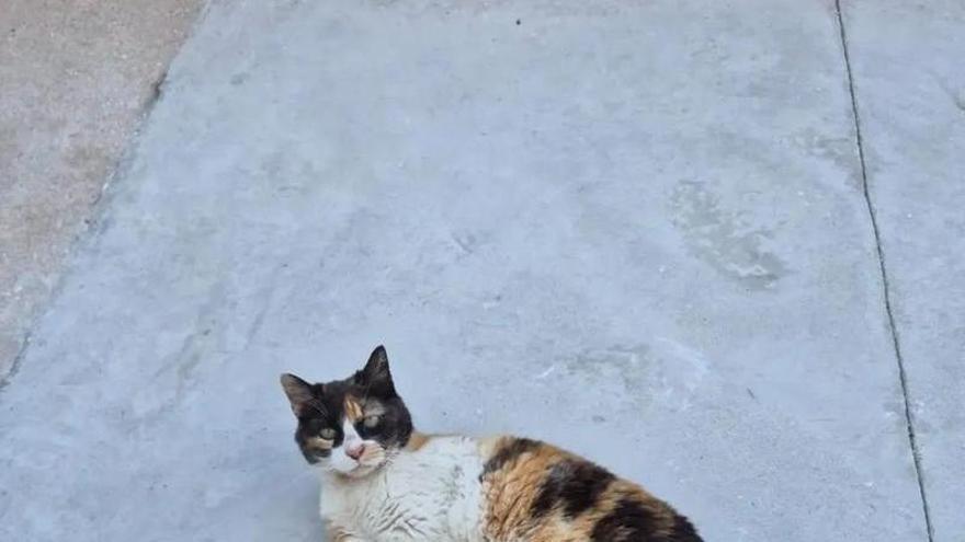 Buscan a una gata de colonia en Poio perdida ante 