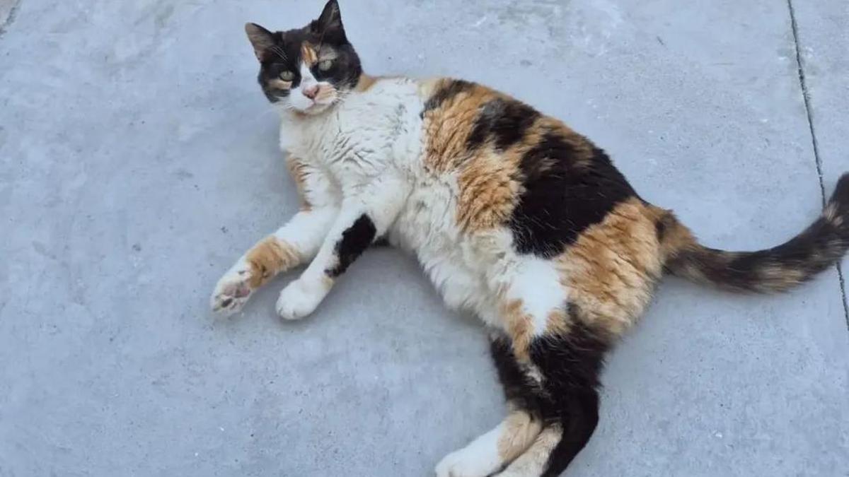 La gata es tricolor e iba a ser esterilizada.