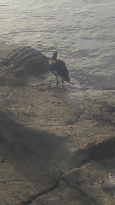 Un cisne negro en la playa de Mogán