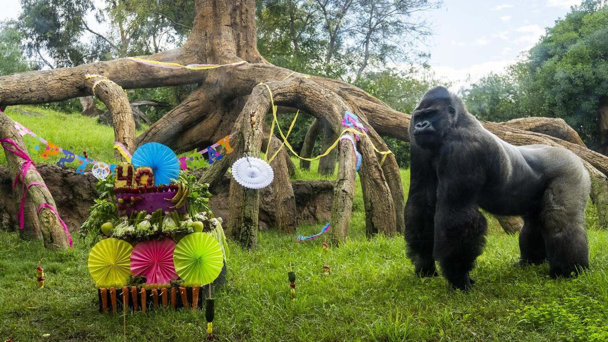 Fiesta de cumpleaños para el gorila Jitu.