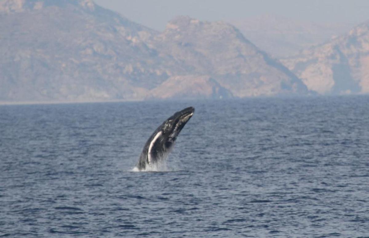 Avistan una ballena junto a las costas de la Región