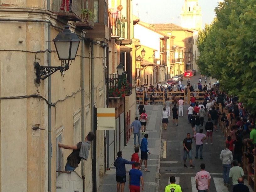 Fiestas Toro: Encierro urbano y suelta de vaquilla