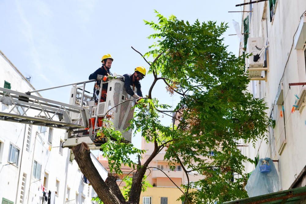 Talan el último árbol en riesgo de caída en Corea