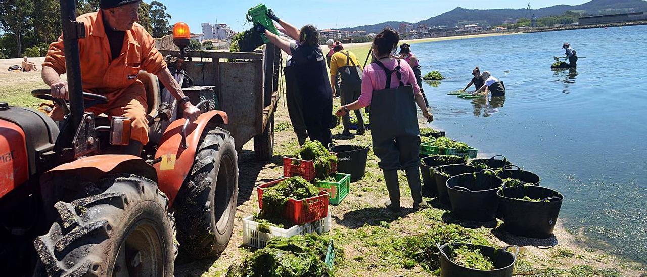Las mariscadoras llevan varios días limpiando la ingente cantidad de algas de la Compostela.
