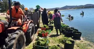 Las mariscadoras de Carril, más cerca del cese de actividad