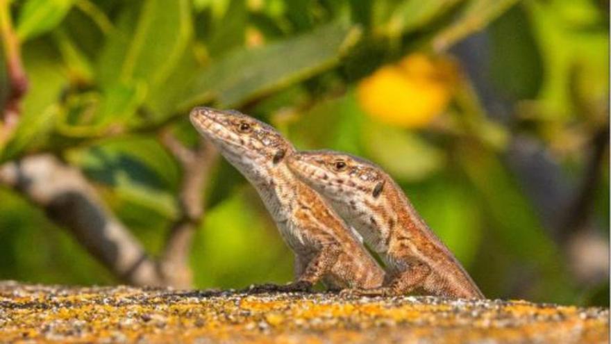 IbizaPreservation lanza una nueva iniciativa para conservar la lagartija pitiusa