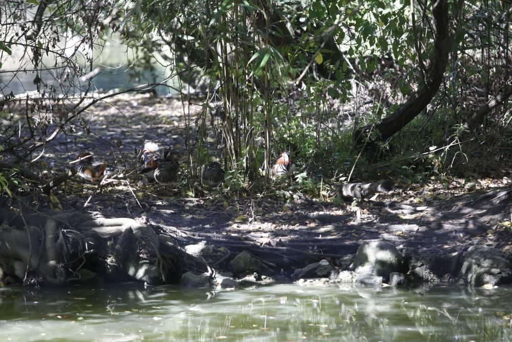 El parque Isabel la Católica supera las 600 aves