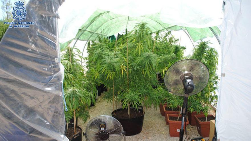 Desmantelan una plantación de marihuana en Ronda