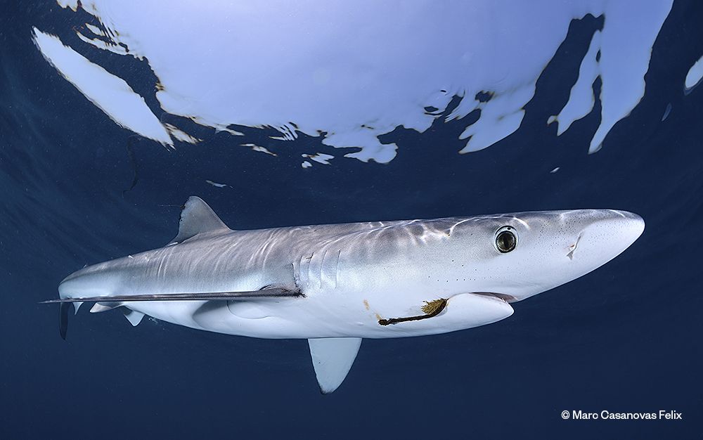 Quallen, Haie, aber auch Müll: Die besten Meeresfotos, die 2023 auf Mallorca entstanden