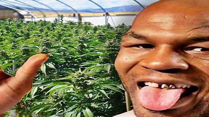 Mike Tyson, de boxeador, a gran empresario de la marihuana