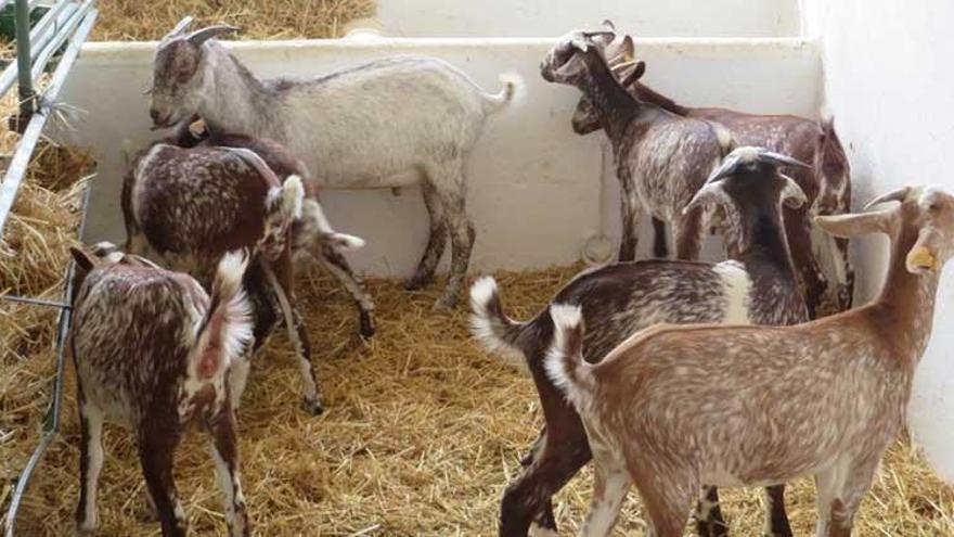 El otoño no cuaja precios en la leche