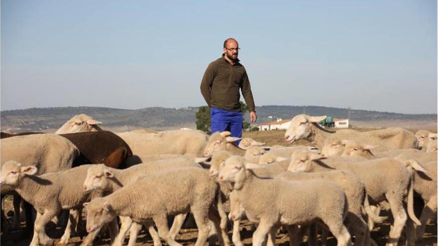 La Junta amplía el plazo del pastoreo con ovino para prevenir incendios forestales en Extremadura