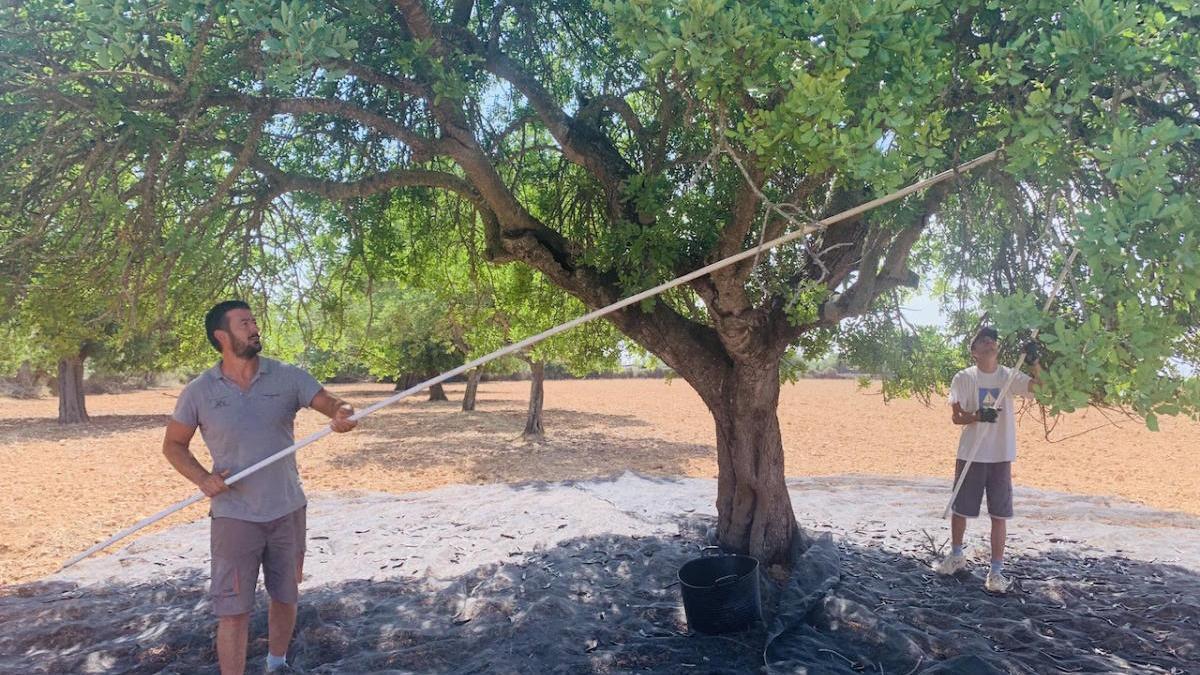 Objetivo: impedir la comercialización de las algarrobas robadas