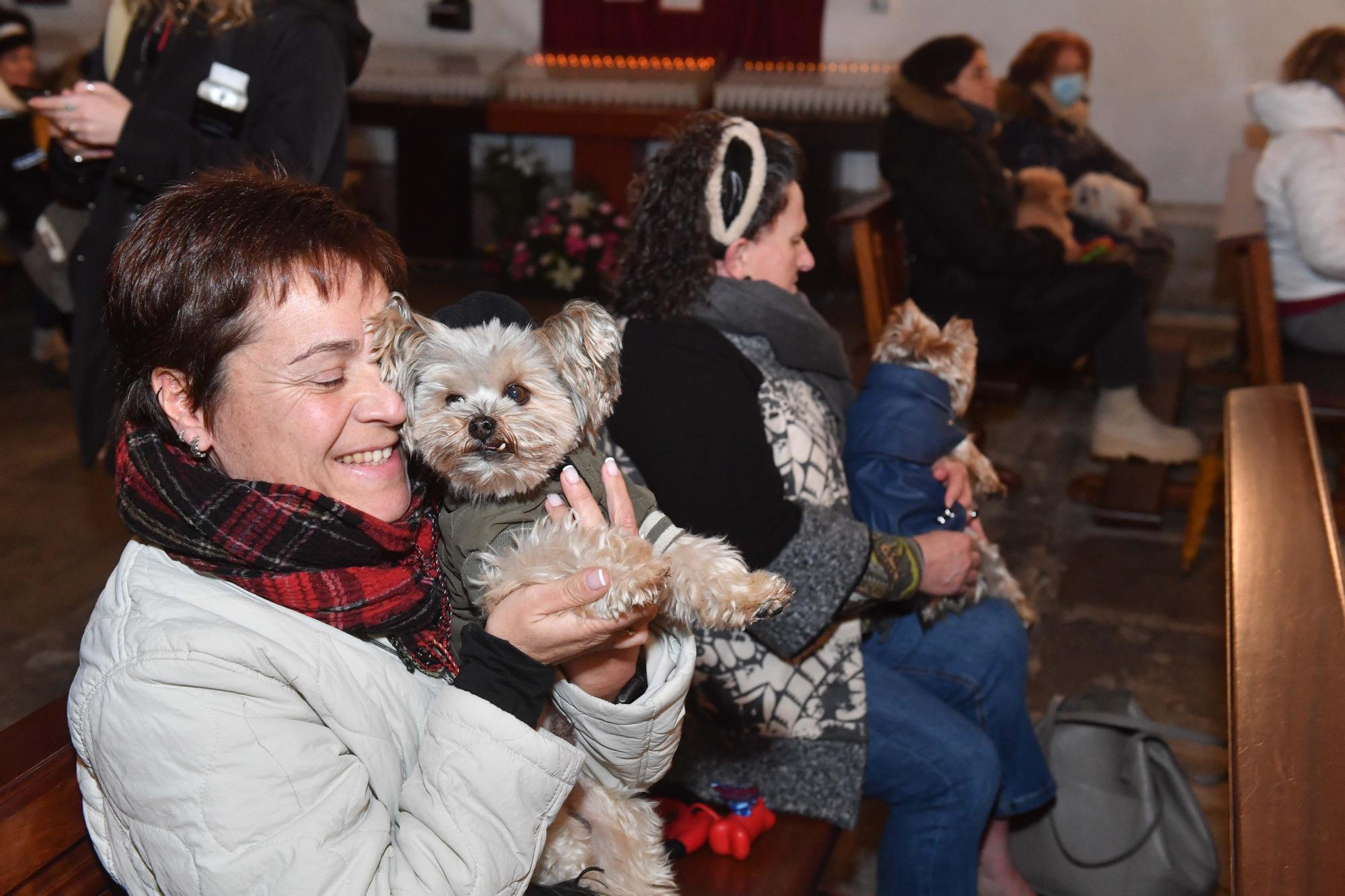 Bendición de mascotas por San Antón en A Coruña