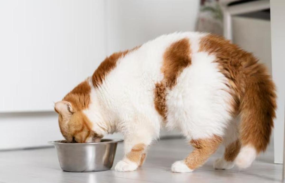 El teu gat està més gras del que li toca?