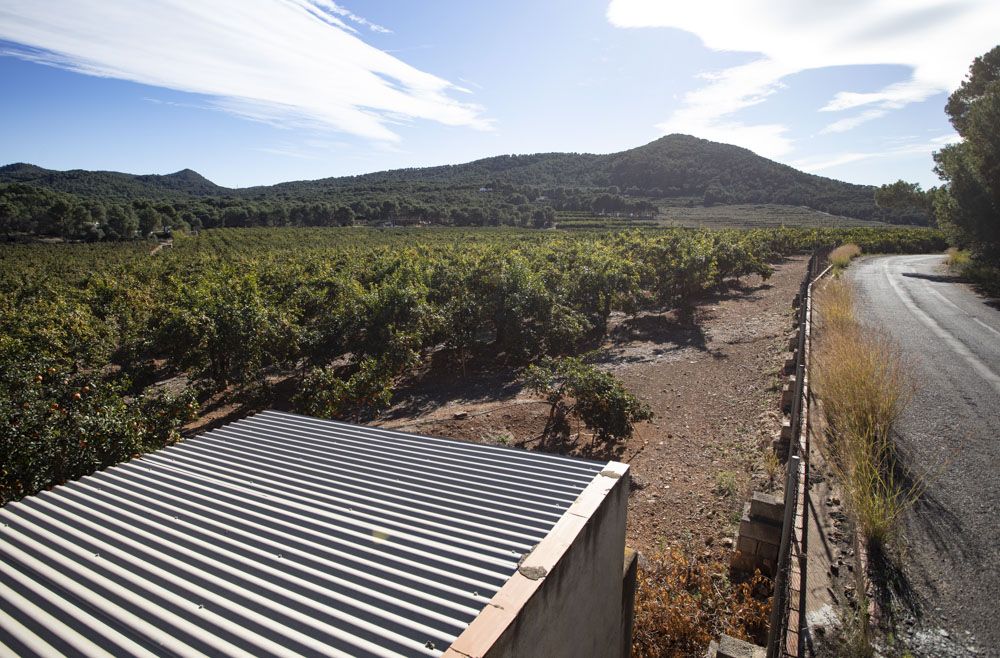 Estos son los terrenos donde irá la planta de placas solares de Renovalia en Sagunt