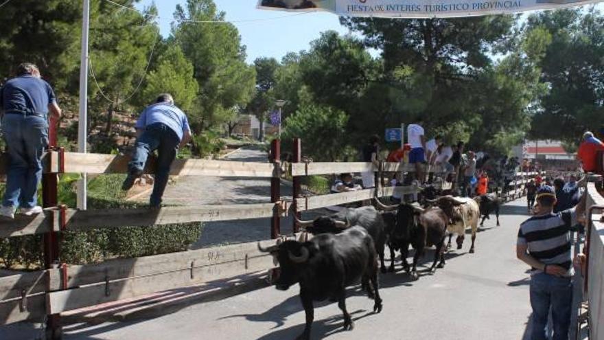 Los encierros marcan el ritmo taurino en las fiestas de Orpesa