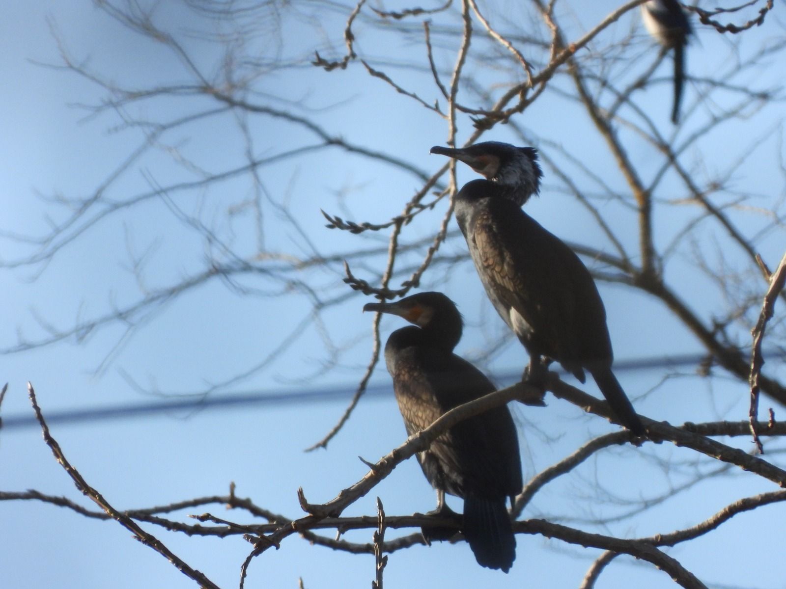 La Cebera, paraíso para las aves: así es el gran rincón verde de Lugones