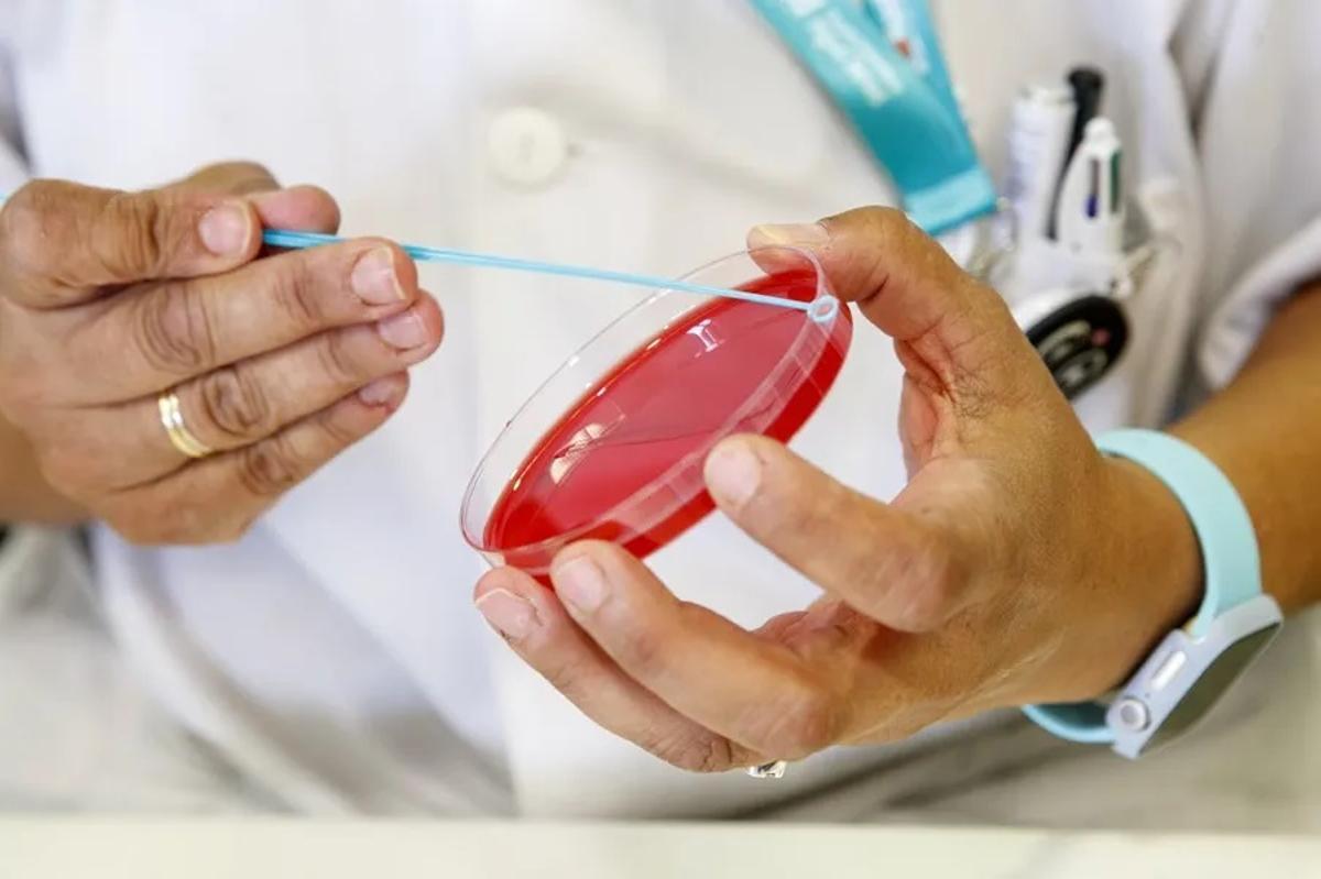 Personal técnico de laboratorio prepara unas muestras para analizar.