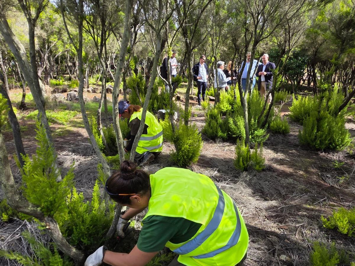 Las labores de plantación se están realizando con especial esfuerzo en la ladera de San Roque y en Mesa Mota.