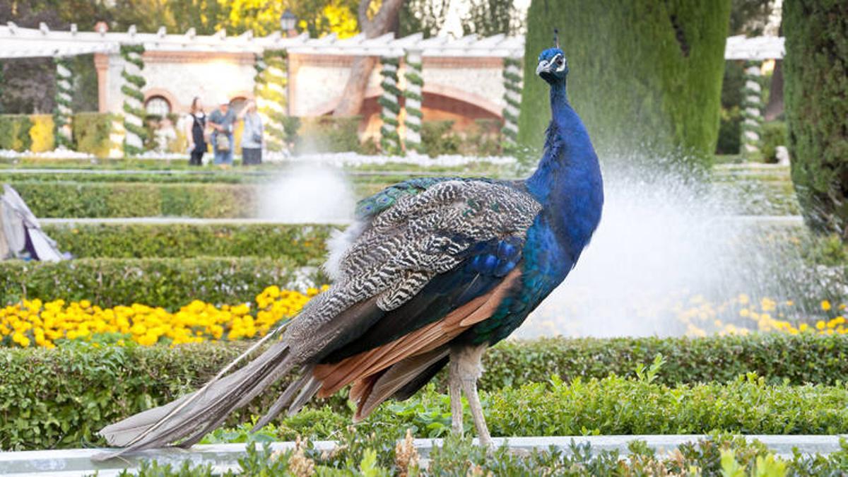 Pavos Reales en los Jardines Cecilio Rodríguez