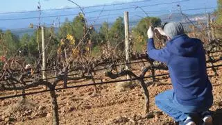 El vi empordanès afronta l’escalfament global amb la mirada posada a les vinyes