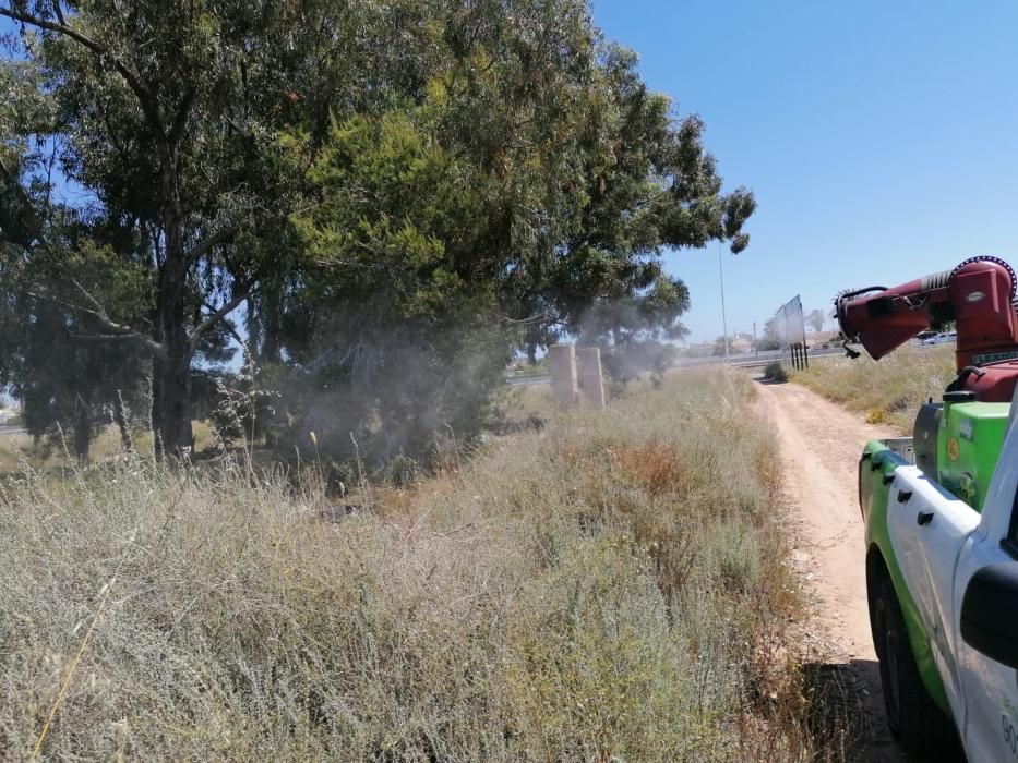 El Ayuntamiento despliega un plan de choque contra los mosquitos que este año es más intensa tras un largo periodo de lluvias primaverales que ha anegado las orillas de la laguna de Torrevieja