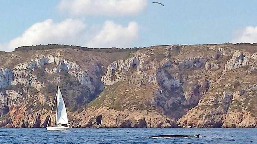 Uno de los tres rorcuales se aproximó mucho a la costa del cabo de Sant Antoni