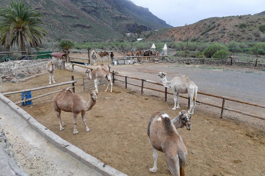 Camellos que este año se han quedado sin cabalgatas