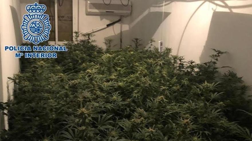 Desmantelada una plantación de marihuana en una vivienda del barrio del Guadalquivir