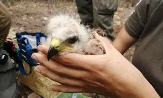 Atendidos más de 6.700 ejemplares de fauna silvestre durante el pasado año en Baleares