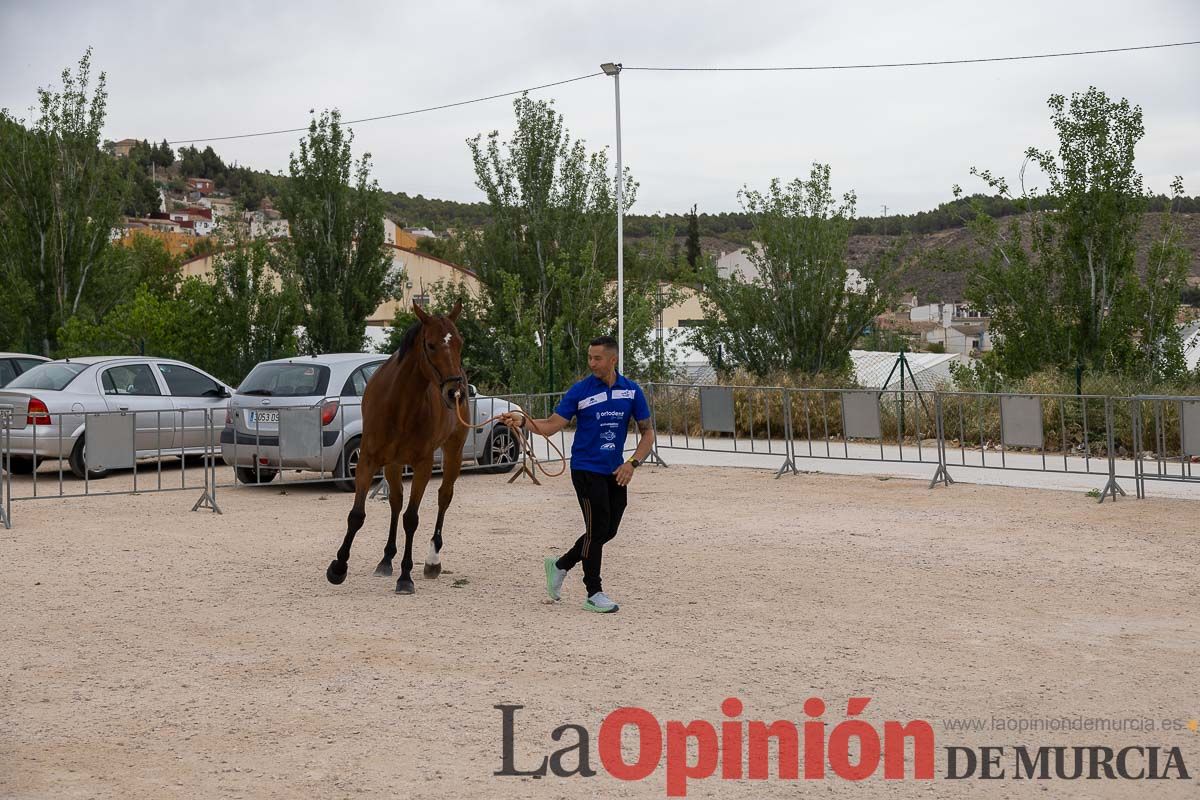 Control veterinario de los Caballos del Vino en Caravaca