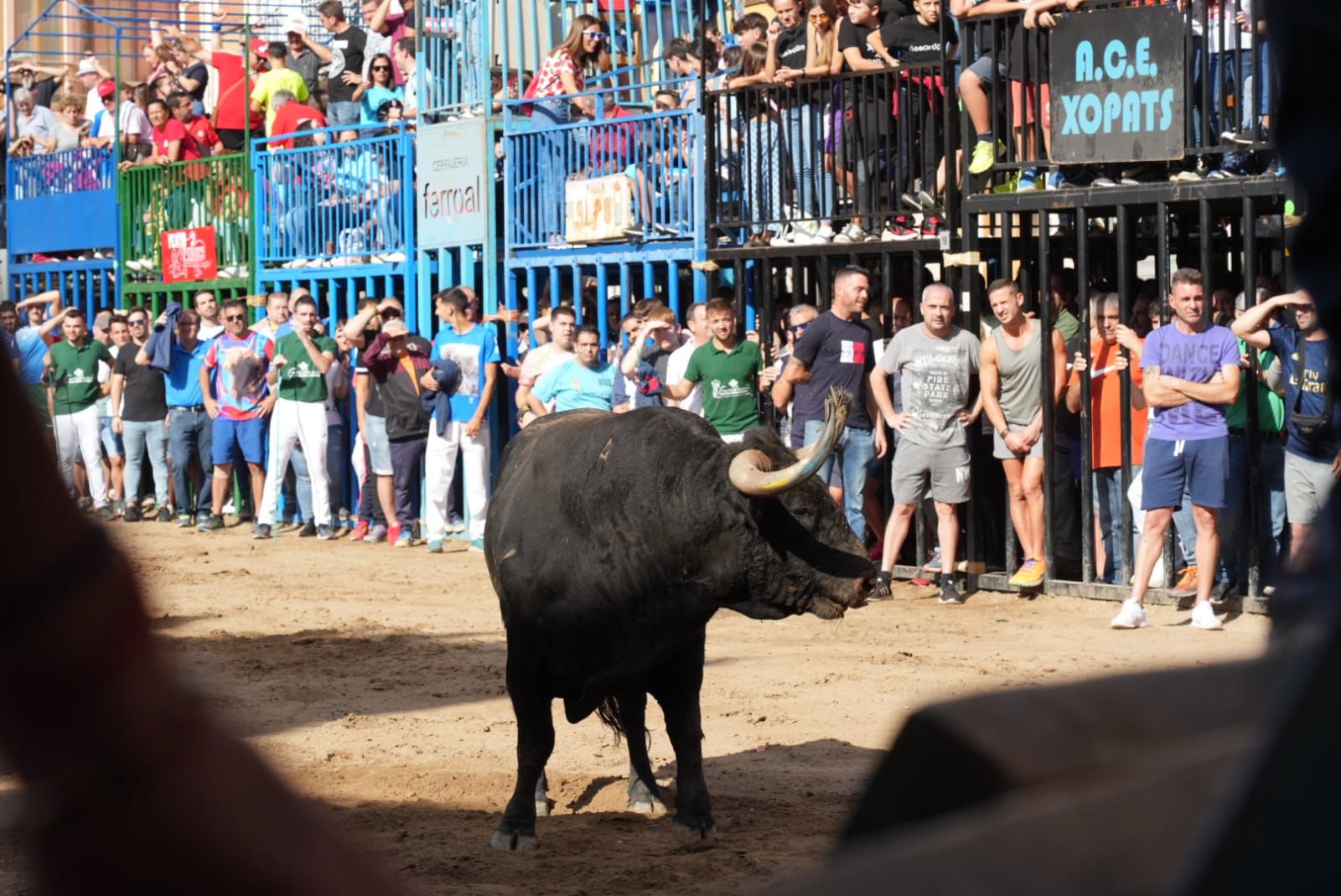 Las mejores imágenes del encierro de  Couto de Fornilhos y Santa Teresa en Onda