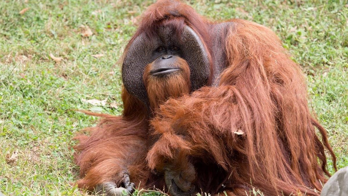 Los orangutanes son capaces de fabricar herramientas para comer