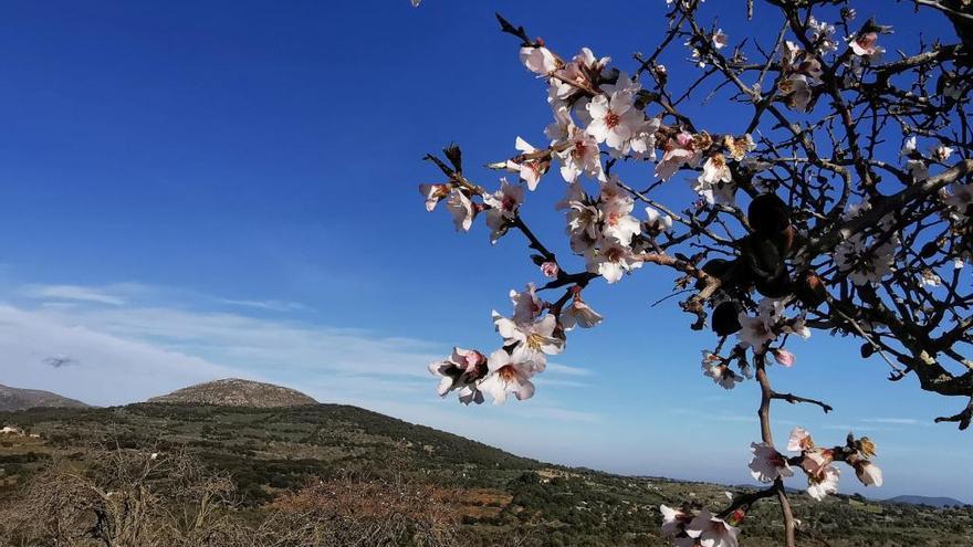 Die Mandelblüte auf Mallorca, kündigt den Frühling an.
