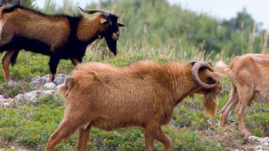 Cabras salvajes, pastando en una zona con problemas de recuperación forestal.