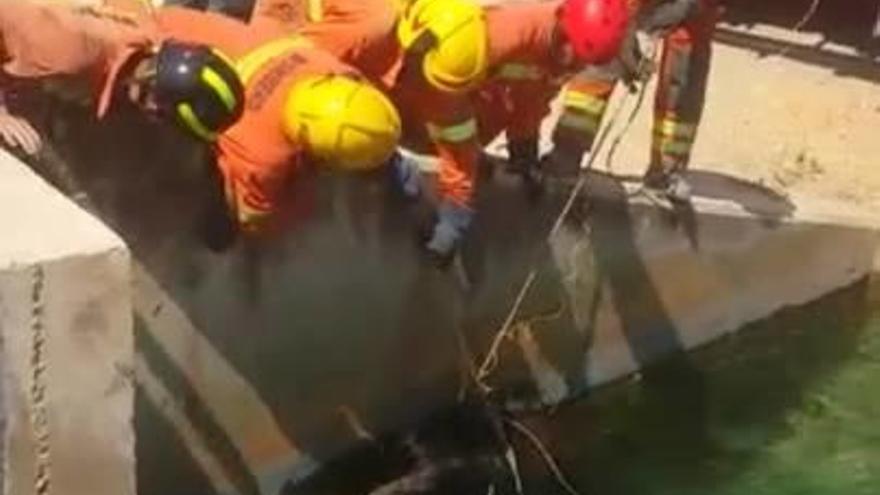 Los bomberos rescatan a un jabalí en Vva. de Castellón
