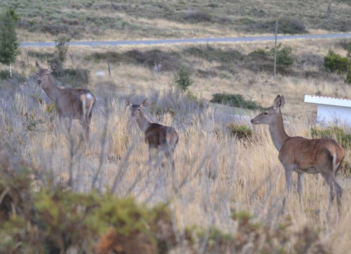 Tres ciervas cerca de la carretera. | Araceli Saavedra