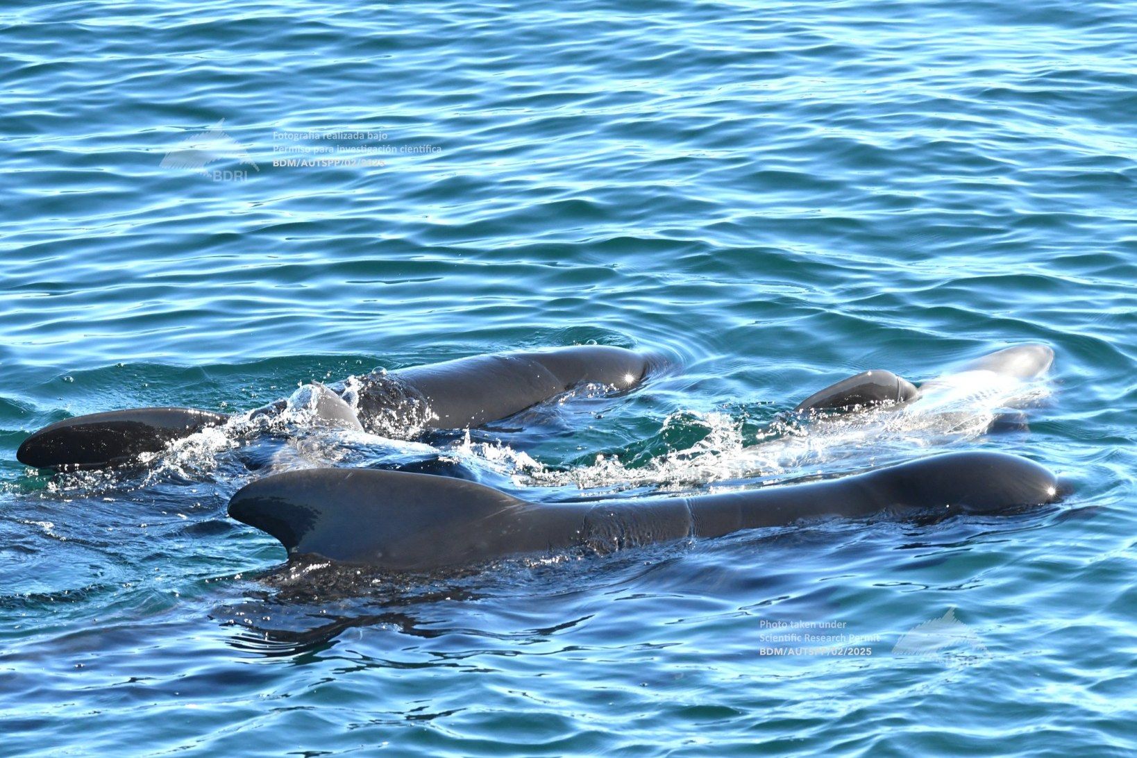 Biólogos, doctores y estudiantes del BDRI hacen un estrecho seguimiento de los mamíferos marinos en las rías de Vigo, Pontevedra y Arousa.