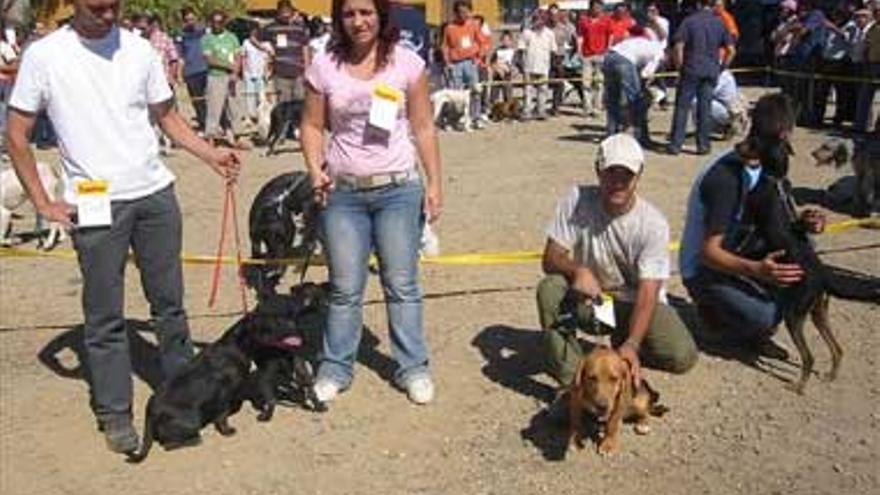 La VIII Feria Nacional del Perro de Ahigal espera 1.500 participantes