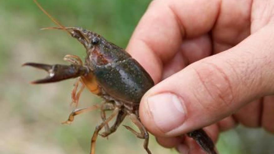 Un cranc americà capturat aquest juny a les hortes.