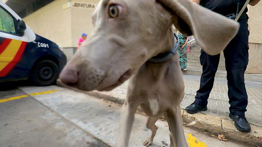 Así son los agentes caninos de la Policía y la Guardia Civil