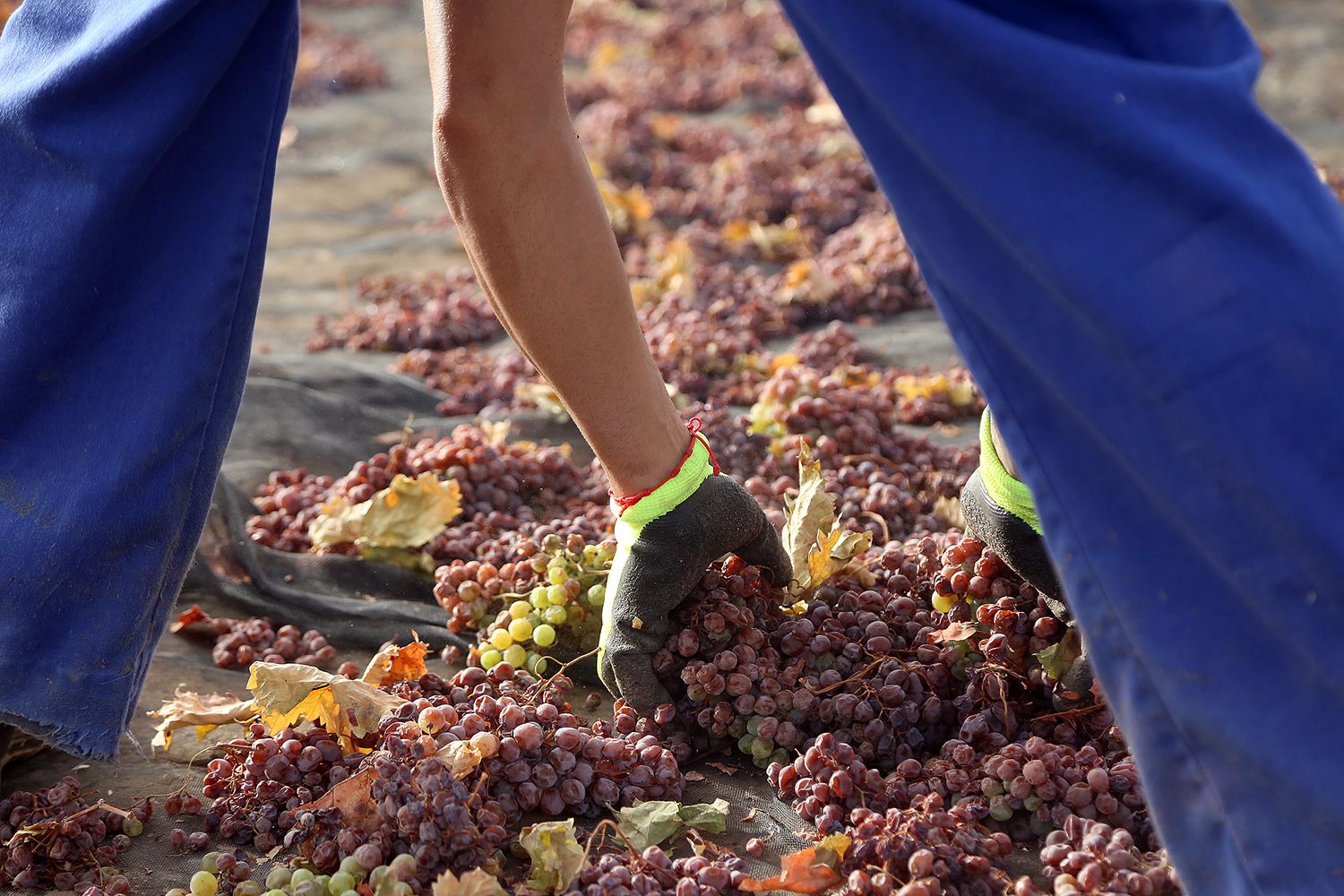 La pasera más grande del mundo está en Montilla